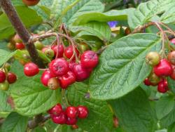 Cotoneaster bullatus: Fruit and leaves.
 Image: D. Glenny © Landcare Research 2017 CC BY 3.0 NZ